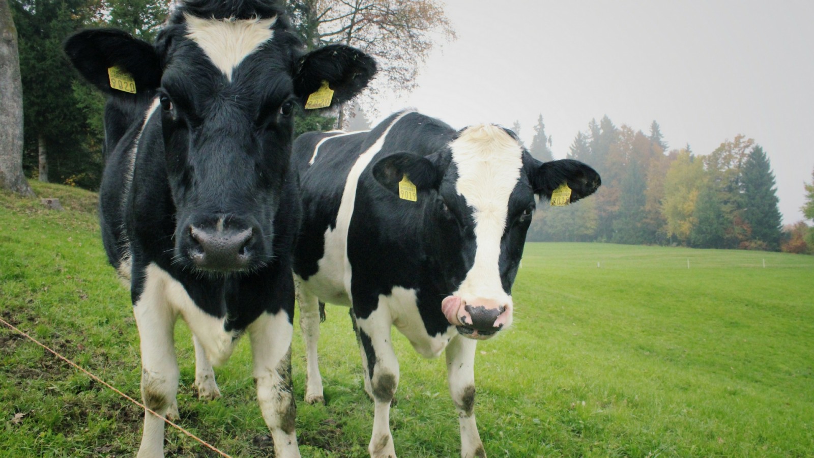 Сімейні ферми: як заробляти на молоці – у випуску 