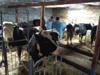 На Рівненщині відкрили першу сімейну молочну ферму, а вже у 2018 році планують відкрити ще не менше 20-ти ферм